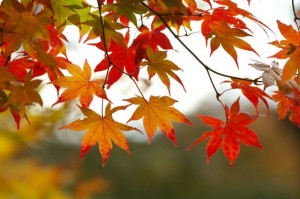 fall-leaves-300x199